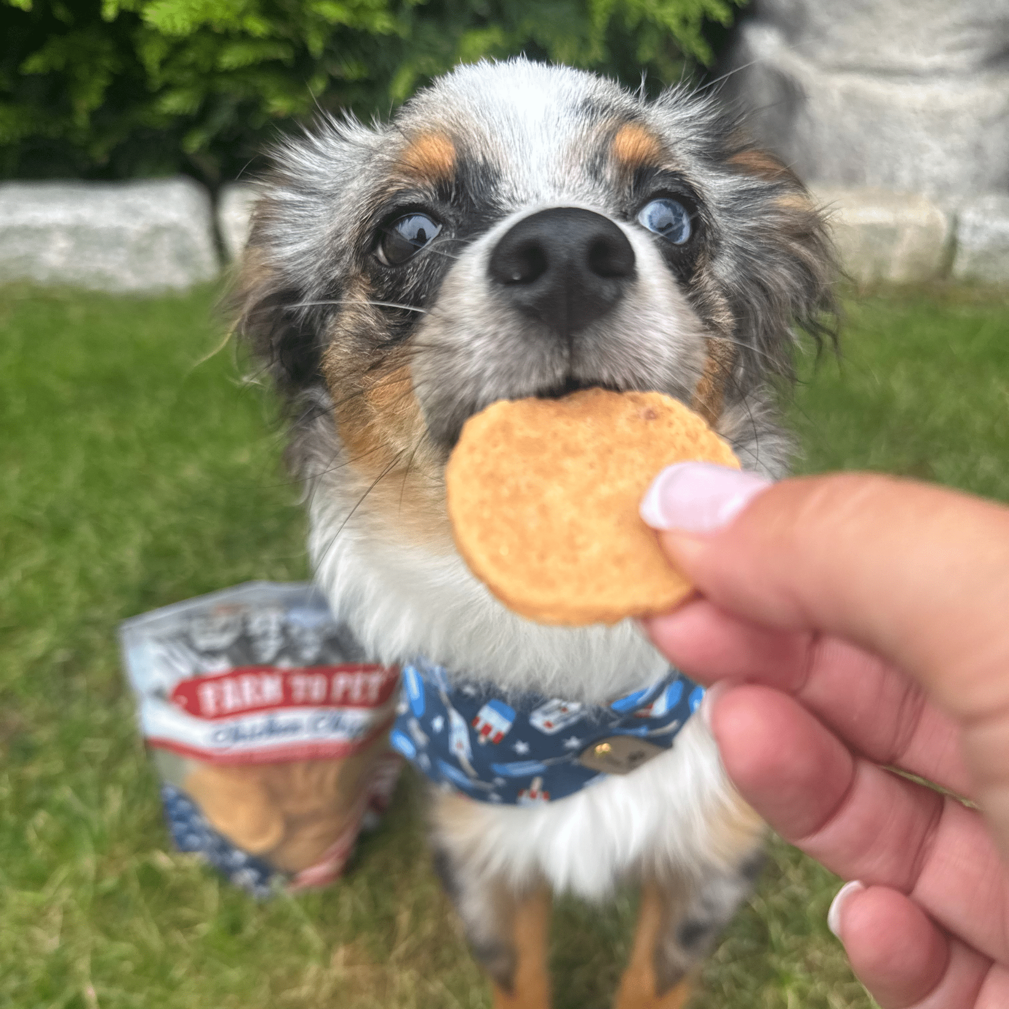 Americana Chicken Chips USA-made dog treats